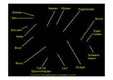 Körperbau-Stockente.pdf